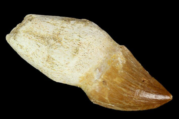 Fossil Rooted Mosasaur (Prognathodon) Tooth - Morocco #116928